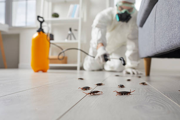 Trusted Cockroach Control service in Bethpage, NY - Nex Pest Control